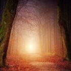 Experiências de quase morte - EQMs