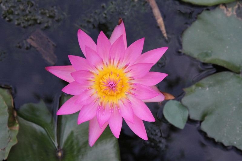 flor-de-lotus-grande